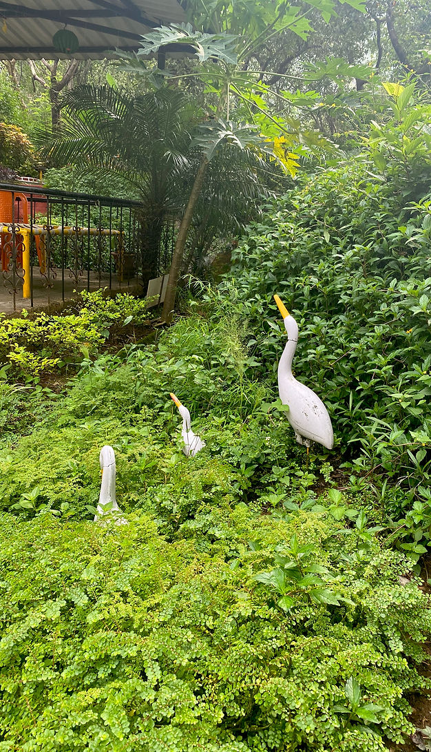 Birds
